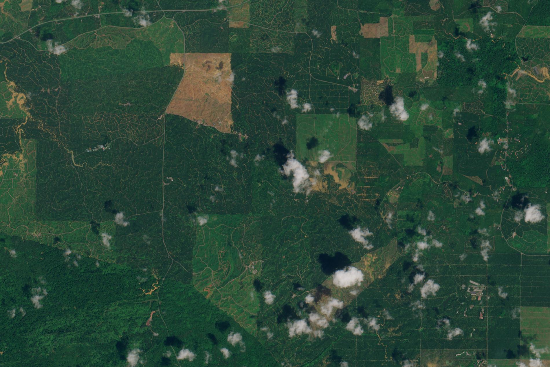 Veduta satellitare della regione di Sabah in Malesia, dove è stato condotto lo studio sulle piantagioni di olio di palma.