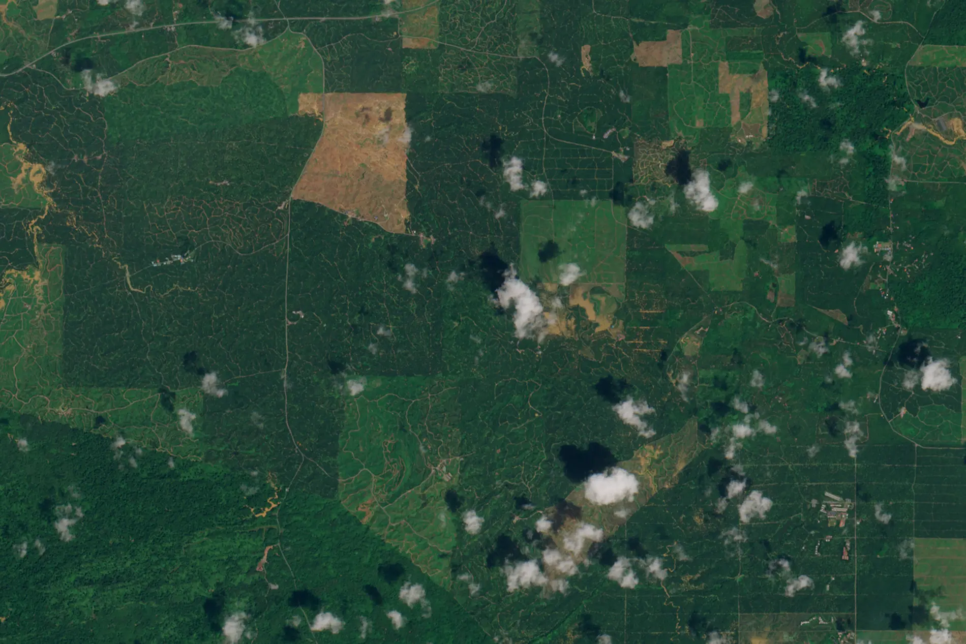 Veduta satellitare della regione di Sabah in Malesia, dove è stato condotto lo studio sulle piantagioni di olio di palma.