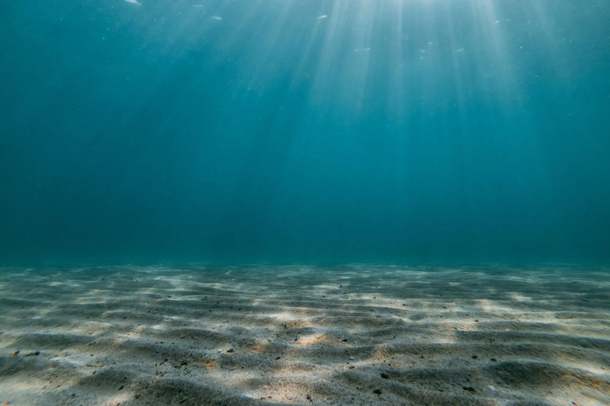 Quando i microrganismi marini morti affondano più lentamente, il clima ne risente