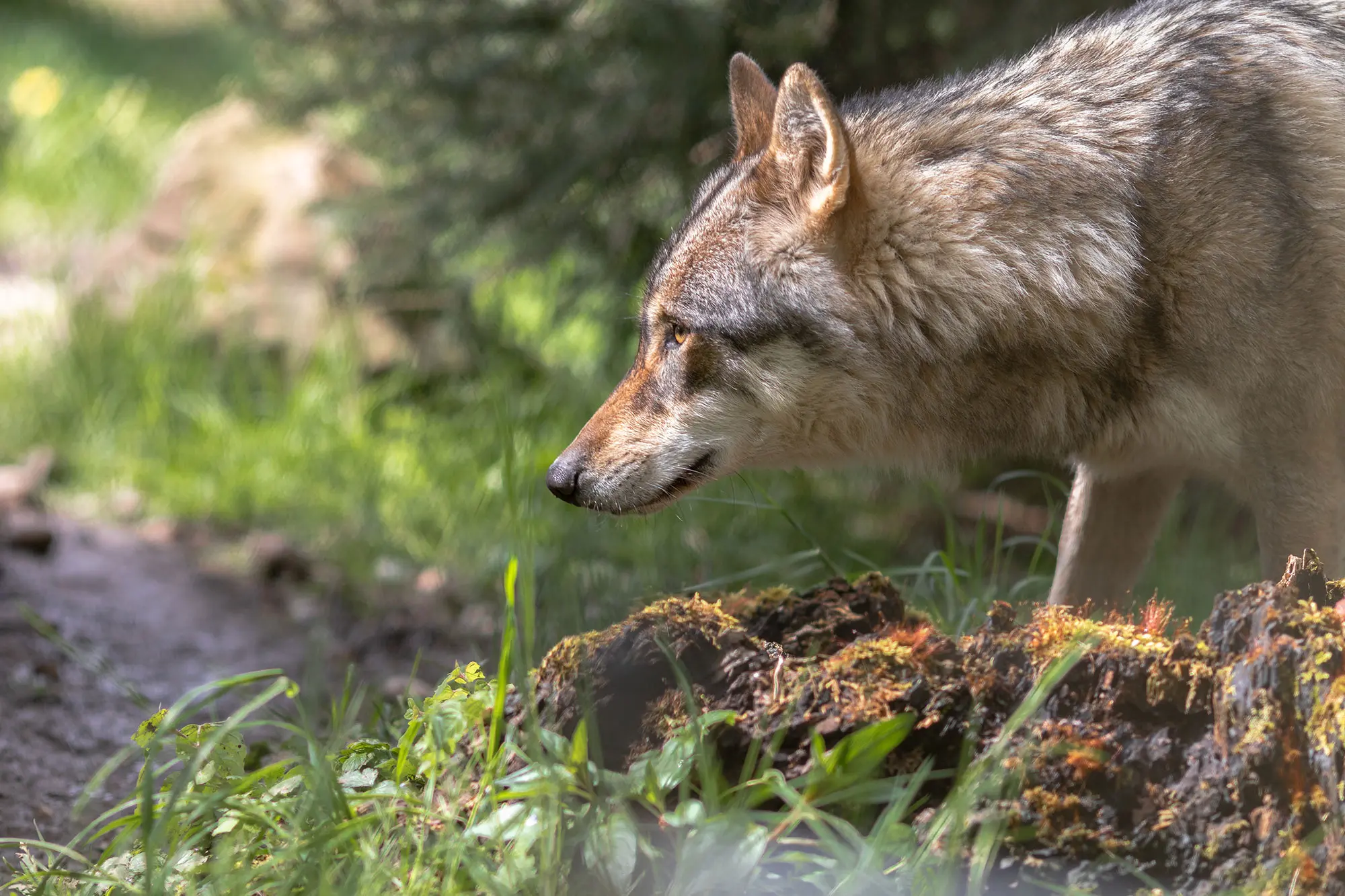 I lupi si servono del loro odorato per analizzare l'ambiente
